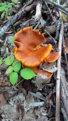 grande fungo arancione