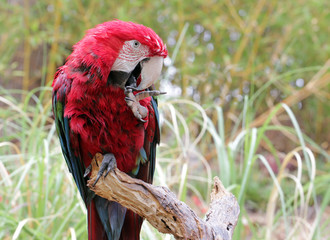 Beautiful Parrot Bird