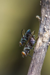Wild flies mating.(Lispe tentaculata)