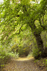 Obraz premium big tree in forest