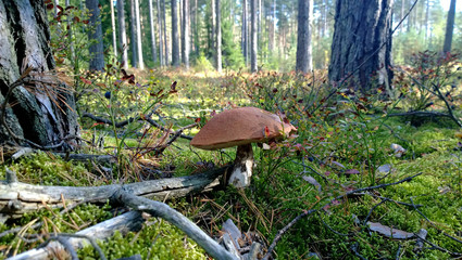 Orange-cap boletus in the forest