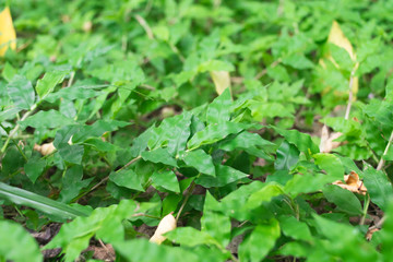 Obraz premium Green grass background, selective focus