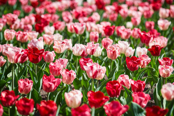 Flower bed of bright tulips