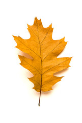 Dry fallen autumn leaf of a tree on white