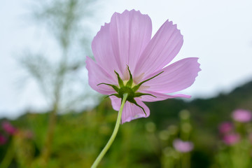 Cosmos