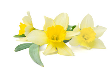 Naklejka na ściany i meble yellow daffodils isolated on a white background