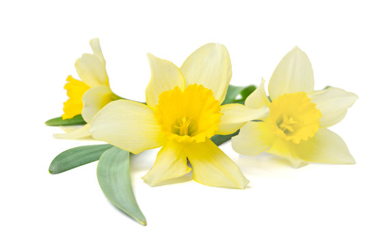 yellow daffodils isolated on a white background