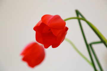 Obraz premium The red tulip