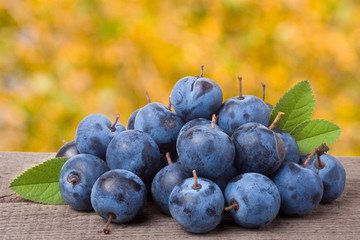 heap of blackthorn berries with leaves on a wooden table  blurred garden background