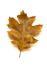 Fallen autumn leaf of a oak tree on white