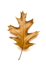 Fallen autumn leaf of a oak tree on white