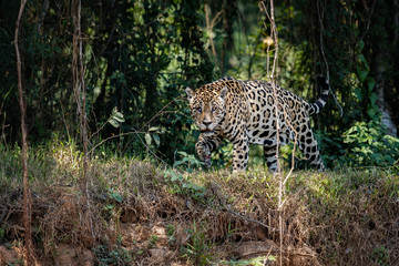 American jaguar male in the nature habitat, panthera onca, wild brasil, brasilian wildlife, pantanal, green jungle, big cats