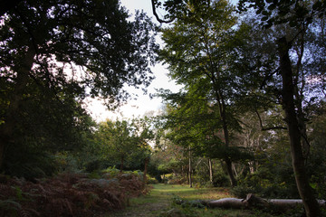 Woodland scene at the start of autumn