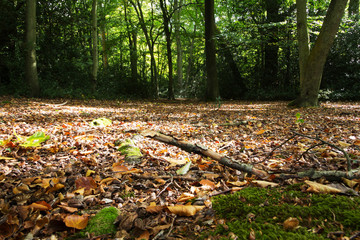 Woodland scene at the start of autumn