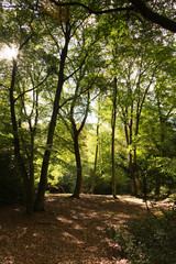 Woodland scene at the start of autumn