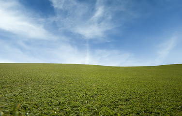 Fototapeta na wymiar Green grass and the blue sky low angle