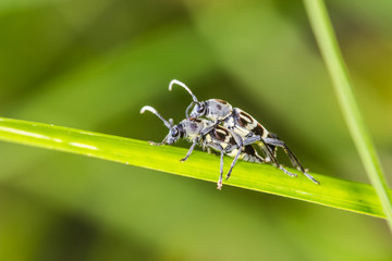 little insect mating on green leaf