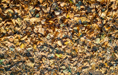 Bed of Autumnal leaves fallen on the ground top view