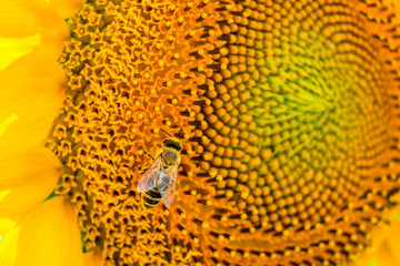 Bees pollinating sunflowers