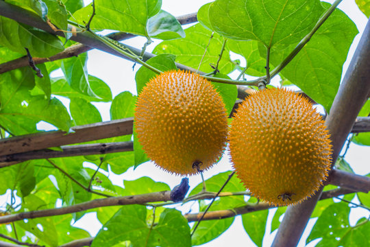 Gac fruit, Baby Jackfruit, Sweet Grourd or Cochinchin Gourd on p