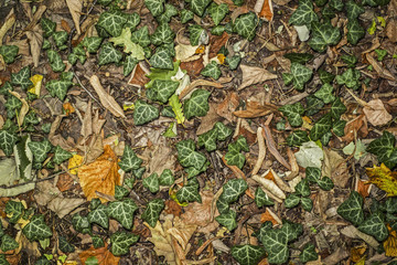 Background made of fallen autumn leaves