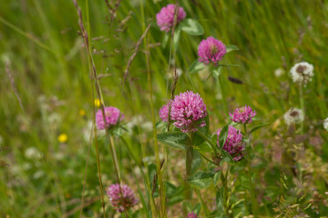 Trifolium pratense / Wiesenklee