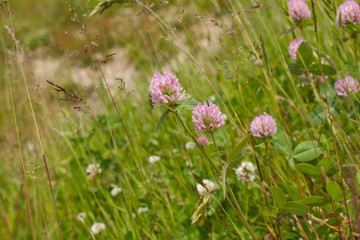 Trifolium Pratense With Alpine meadow / Wiesenklee