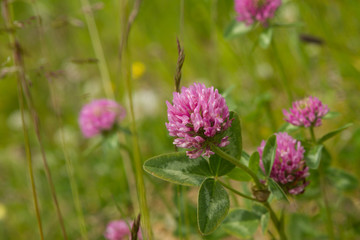 Trifolium pratense Close Up / Wiesenklee