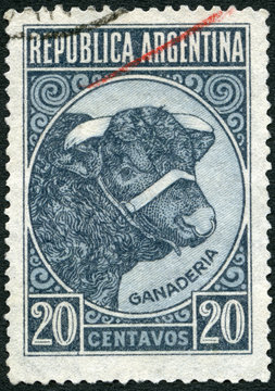 ARGENTINA - 1935: shows Bull Cattle Breeding