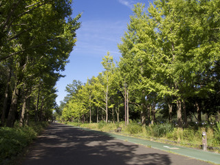 秋の公園、遊歩道