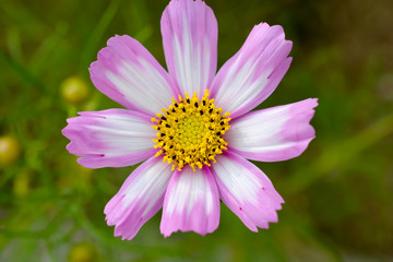 Obraz premium Cosmos