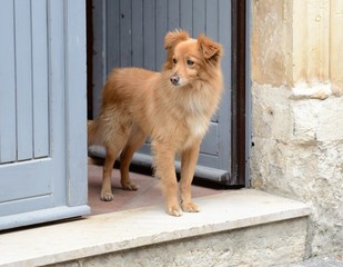 chien de garde