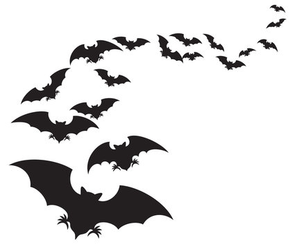 flock of bats