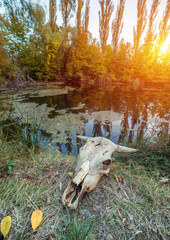 skull of a dead animal in wasteland