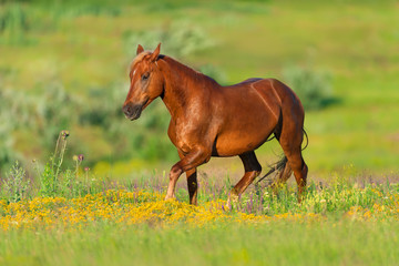 Beautiful red horse with long mane run at summer day in flowers