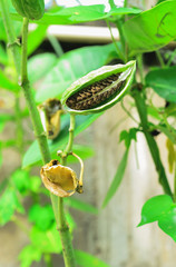 seed of Crown Flower