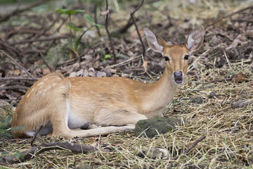 Naklejka na ściany i meble Image of young sambar deer relax on the ground.