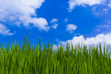 Grass and cloudy sky