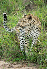 Leopard looking back, Sabi Sands Game Reserve
