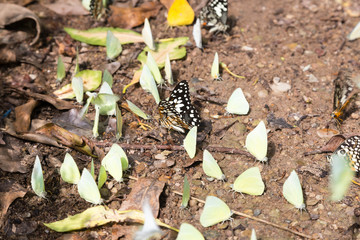 Flocks of butterflies on the ground