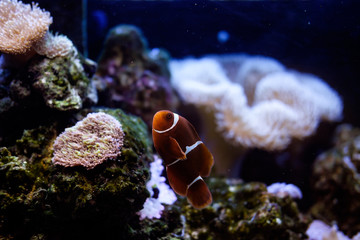 Fototapeta na wymiar рыба-клоун в аквариуме