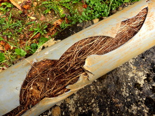 Split drainage pipe caused by ingress of tree roots - obrazy, fototapety, plakaty