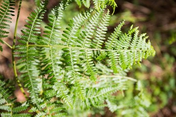 Close-up of fern