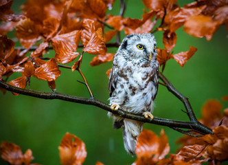 Boreal owl in the orange larch autumn tree.