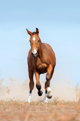 Bay horse run gallop on pasture