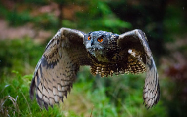 Eagle Owl swoops in low hunting.