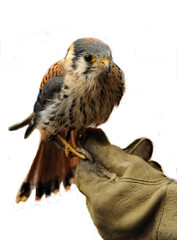 Falke auf Handschuh freigestellt, Falknerei