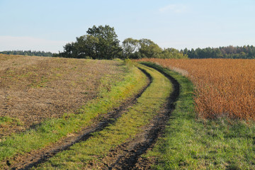 Fototapeta na wymiar path leading through the fields in autumn