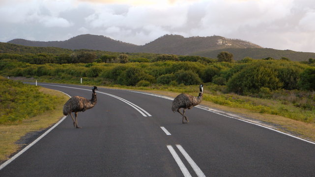 Emus überqueren eine Straße im Wilsons Promontory Nationalpark, Victoria in Australien