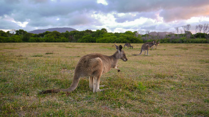 Wallabys im Wilsons Promontory Nationalpark, Victoria in Australien